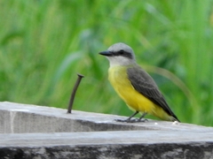 Tyrannus albogularis