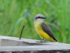 Tyrannus albogularis