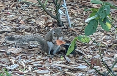 Sciurus carolinensis