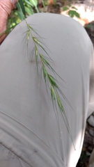 Elymus texensis