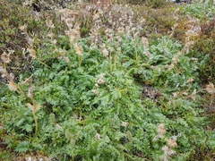 Geum glaciale