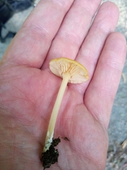 Entoloma unicolor