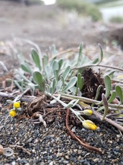Physaria arctica