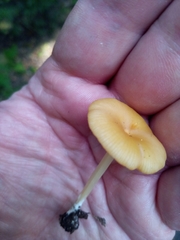 Entoloma unicolor