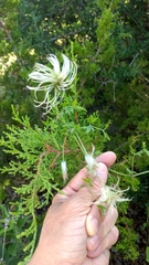 Clematis