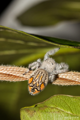 Paraphidippus fartilis