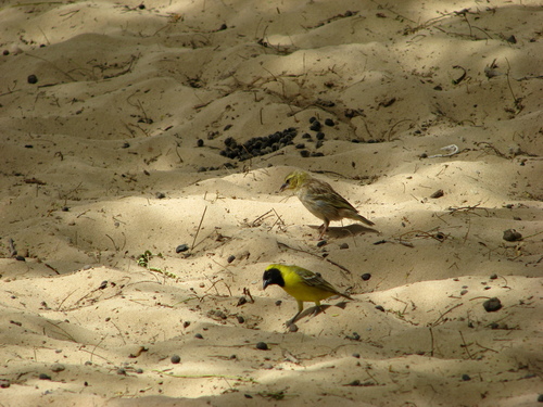 Little Weaver (Ploceus luteolus), photo 10
