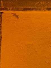 Tarentola mauritanica