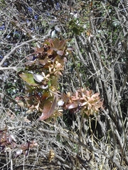 Abelia × grandiflora