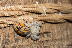 Paraphidippus fartilis