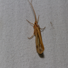 Limnephilus ornatus