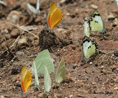 Belenois creona severina