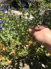 Gentiana calycosa