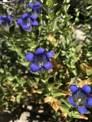 Gentiana calycosa