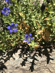 Gentiana calycosa