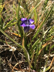 Gentianopsis holopetala