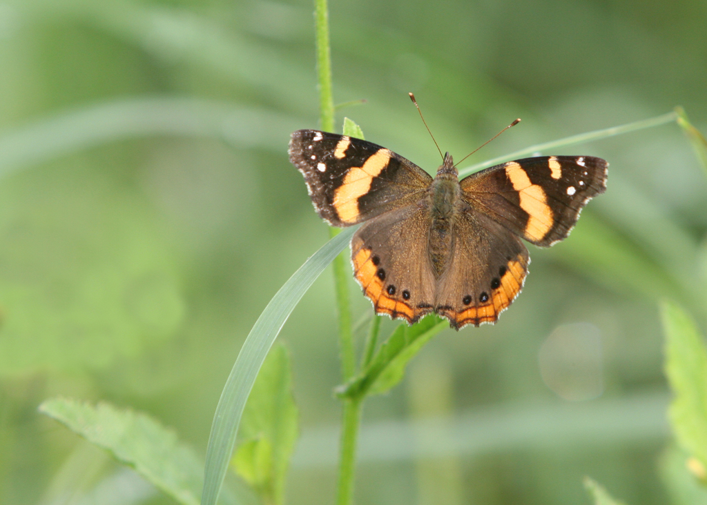 Vanessa abyssinica