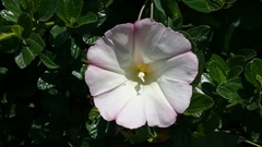 Calystegia purpurata