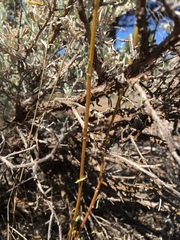 Packera werneriifolia