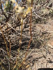 Packera werneriifolia