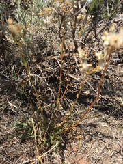 Packera werneriifolia