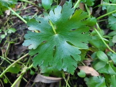 Ranunculus apiifolius