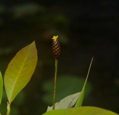 Xyris laxifolia