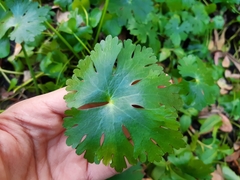 Ranunculus apiifolius