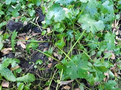 Ranunculus apiifolius
