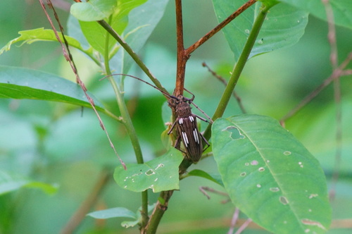 Susuacanga hatsueae