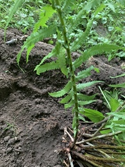 Matteuccia struthiopteris