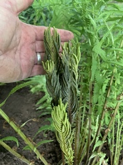 Matteuccia struthiopteris