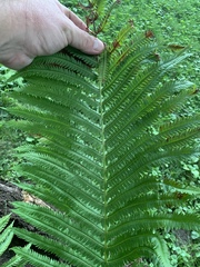 Matteuccia struthiopteris