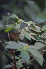 Lycianthes tricolor