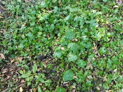 Ranunculus apiifolius