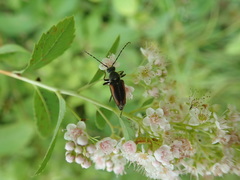 Brachyleptura brevis