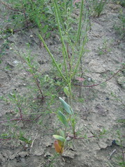 Conringia orientalis