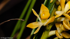Epidendrum dendrobioides
