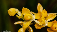 Epidendrum dendrobioides