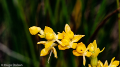 Epidendrum dendrobioides