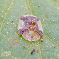 Helocassis testudinaria