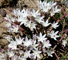 Allium macropetalum