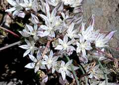 Allium macropetalum