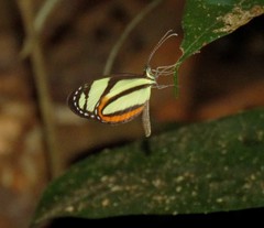 Moschoneura pinthous