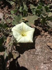 Calystegia occidentalis