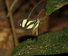 Moschoneura pinthous