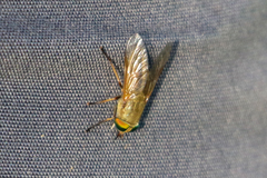 Tabanus nigrovittatus