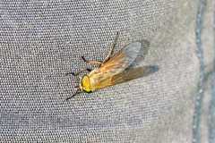 Tabanus nigrovittatus