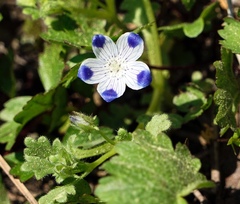 Nemophila maculata