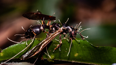 Ophiocordyceps humbertii